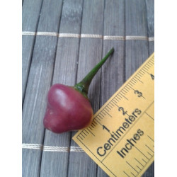Cheiro Roxa chilli pepper 10 Exclusive seeds 