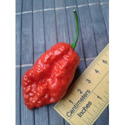 120 Graines De Les 12 Piment Chili Plus FORT du Monde, Collection 2 +  Guide: CAROLINA REAPER, SCORPION, NAGA MORICH, SCOTCH BONNET, HABANERO  CHOCOLATE et ORANGE, FATALII, AJI LEMON, JALAPENO etc : : Jardin