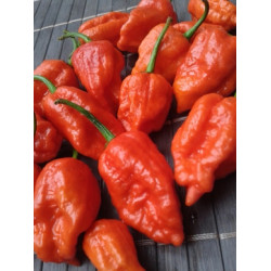 120 Graines De Les 12 Piment Chili Plus FORT du Monde, Collection 2 +  Guide: CAROLINA REAPER, SCORPION, NAGA MORICH, SCOTCH BONNET, HABANERO  CHOCOLATE et ORANGE, FATALII, AJI LEMON, JALAPENO etc : : Jardin