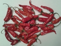plod chilli papriky Cayenne Pepper Red: 16-CA2-1#1