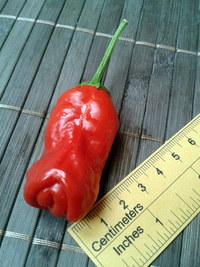 fruit of chilli pepper Peter Penis Red: 17-CA1-10#2