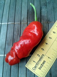 fruit of chilli pepper Peter Penis Red: 17-CA1-1#2
