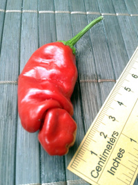 fruit of chilli pepper Peter Penis Red: 17-CA1-1#3