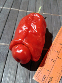 fruit of chilli pepper Peter Penis Red: 17-CA1-2#3