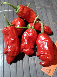 fruit of chilli pepper Peter Penis Red: 17-CA1-2#6