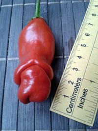 fruit of chilli pepper Peter Penis Red: 17-CA1-3#2