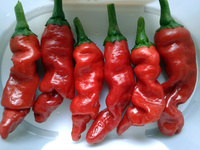 fruit of chilli pepper Peter Penis Red: 17-CA1-4#10