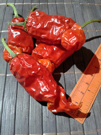 fruit of chilli pepper Peter Penis Red: 17-CA1-4#8
