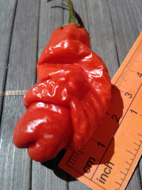 fruit of chilli pepper Peter Penis Red: 17-CA1-5#1