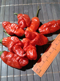 fruit of chilli pepper Peter Penis Red: 17-CA1-5#4