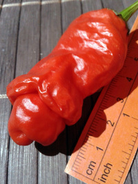 fruit of chilli pepper Peter Penis Red: 17-CA1-6#1