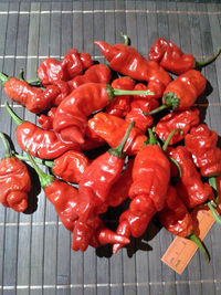 fruit of chilli pepper Peter Penis Red: 17-CA1-6#4