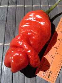 fruit of chilli pepper Peter Penis Red: 17-CA1-7#1