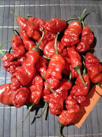 fruit of chilli pepper Peter Penis Red: 17-CA1-7#4