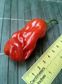 fruit of chilli pepper Peter Penis Red: 17-CA1-8#1
