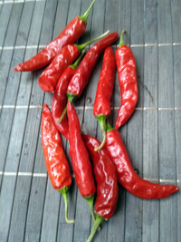plod chilli papriky Cayenne Pepper Red: 17-CA2-1#10