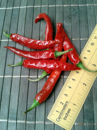 fruit of chilli pepper Cayenne Pepper Red: 17-CA2-2#5
