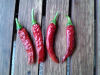 plod chilli papriky Cayenne Pepper Red: 17-CA2-4#1