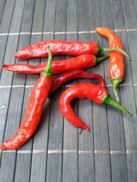 fruit of chilli pepper Cayenne Pepper Red: 17-CA2-4#3