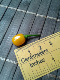 fruit of chilli pepper Aji Charapita Small: 17-CC1-11#1