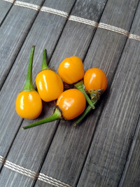 fruit of chilli pepper Aji Charapita Small: 17-CC1-11#2
