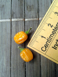 fruit of chilli pepper Aji Charapita Small: 17-CC1-11#3