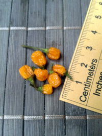 fruit of chilli pepper Aji Charapita Small: 17-CC1-11#4