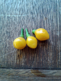 fruit of chilli pepper Aji Charapita Small: 17-CC1-13#3