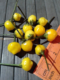 fruit of chilli pepper Aji Charapita Small: 17-CC1-13#4