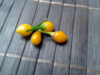 fruit of chilli pepper Aji Charapita Small: 17-CC1-14#2