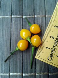 fruit of chilli pepper Aji Charapita Small: 17-CC1-14#3
