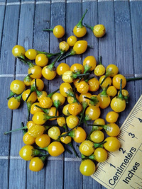 fruit of chilli pepper Aji Charapita Small: 17-CC1-14#4