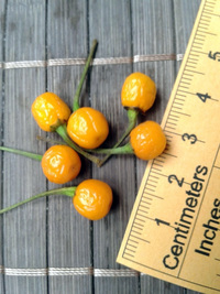 fruit of chilli pepper Aji Charapita Small: 17-CC1-20#3