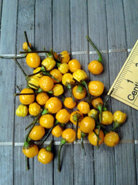 fruit of chilli pepper Aji Charapita Small: 17-CC1-20#2
