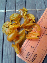 plod chilli papriky Aji Charapita: 17-CC1-3#10