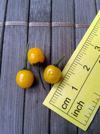 fruit of chilli pepper Aji Charapita: 17-CC1-3#3