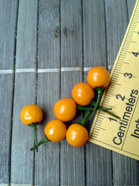 fruit of chilli pepper Aji Charapita: 17-CC1-3#9