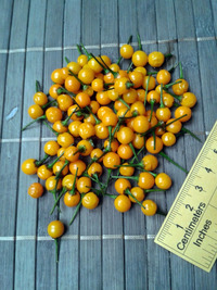 plod chilli papriky Aji Charapita: 17-CC1-3#5