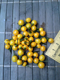 fruit of chilli pepper Aji Charapita: 18-CC1-2#2