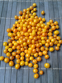 fruit of chilli pepper Aji Charapita: 17-CC1-6#4