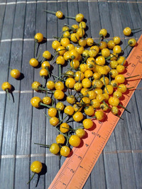 plod chilli papriky Aji Charapita: 17-CC1-8#3