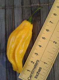 fruit of chilli pepper Venezuelan Tiger Orange: 17-CC10-10#1