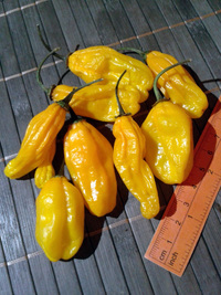 fruit of chilli pepper Venezuelan Tiger Orange: 17-CC10-10#3