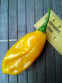 fruit of chilli pepper Venezuelan Tiger Orange: 17-CC10-1#1