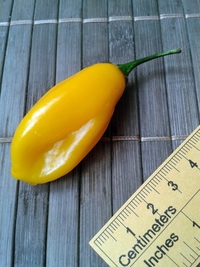 fruit of chilli pepper Venezuelan Tiger Orange: 17-CC10-1#4