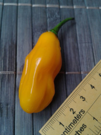 fruit of chilli pepper Venezuelan Tiger Orange: 17-CC10-1#5