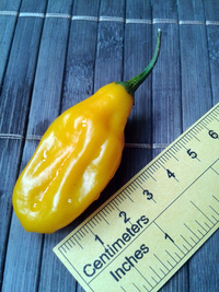 fruit of chilli pepper Venezuelan Tiger Orange: 17-CC10-1#6