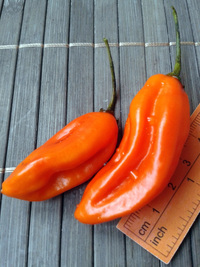 fruit of chilli pepper Venezuelan Tiger: 17-CC10-3#4