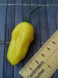 fruit of chilli pepper Venezuelan Tiger Yellow: 17-CC10-5#11