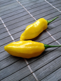 fruit of chilli pepper Venezuelan Tiger Yellow: 17-CC10-5#8